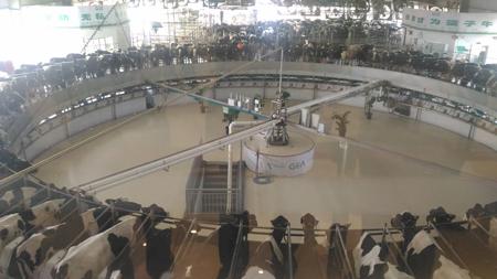 禹城维多利亚牧场先进的转盘式挤奶机。