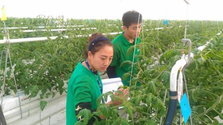 农业工人在临邑智慧大棚内工作(张海峰 摄影)。
