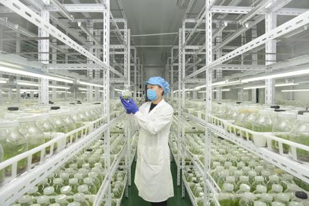 技术人员在组培室查看石斛幼苗长势(王凡存 摄影)。